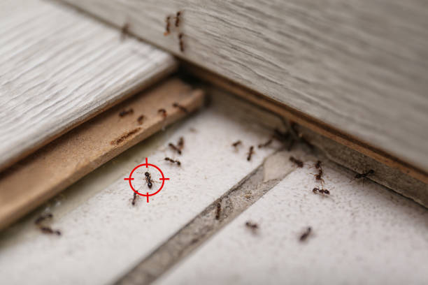 Best Affordable Exterminators  in Amesti, CA