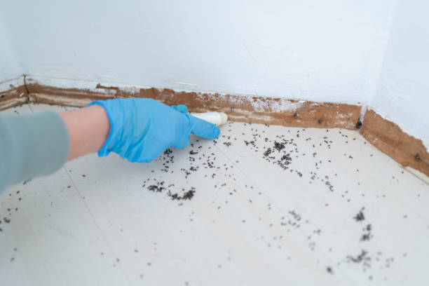Reliable Amesti, CA Pest Control Solutions